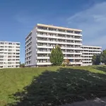 Delphinkoje Kniedler 3-0-6 - Ifa *